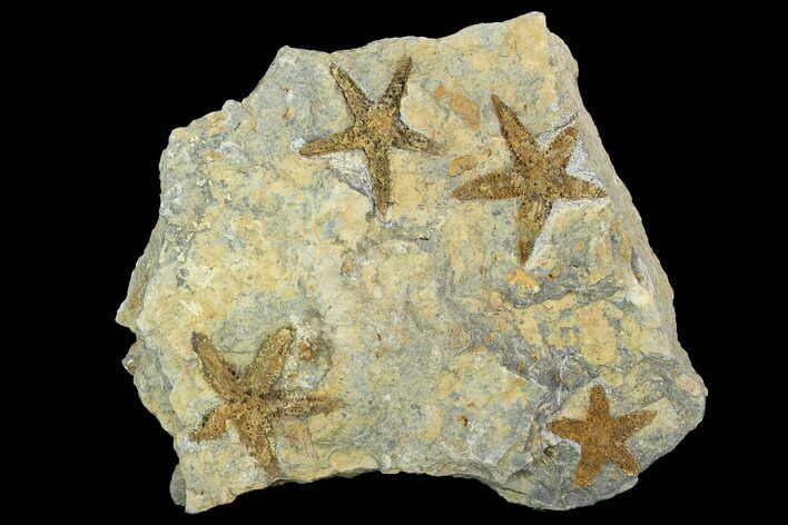 Starfish (Petraster?) Fossil Multiple Plate - Ordovician #100083